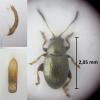 Chaetocnema arida